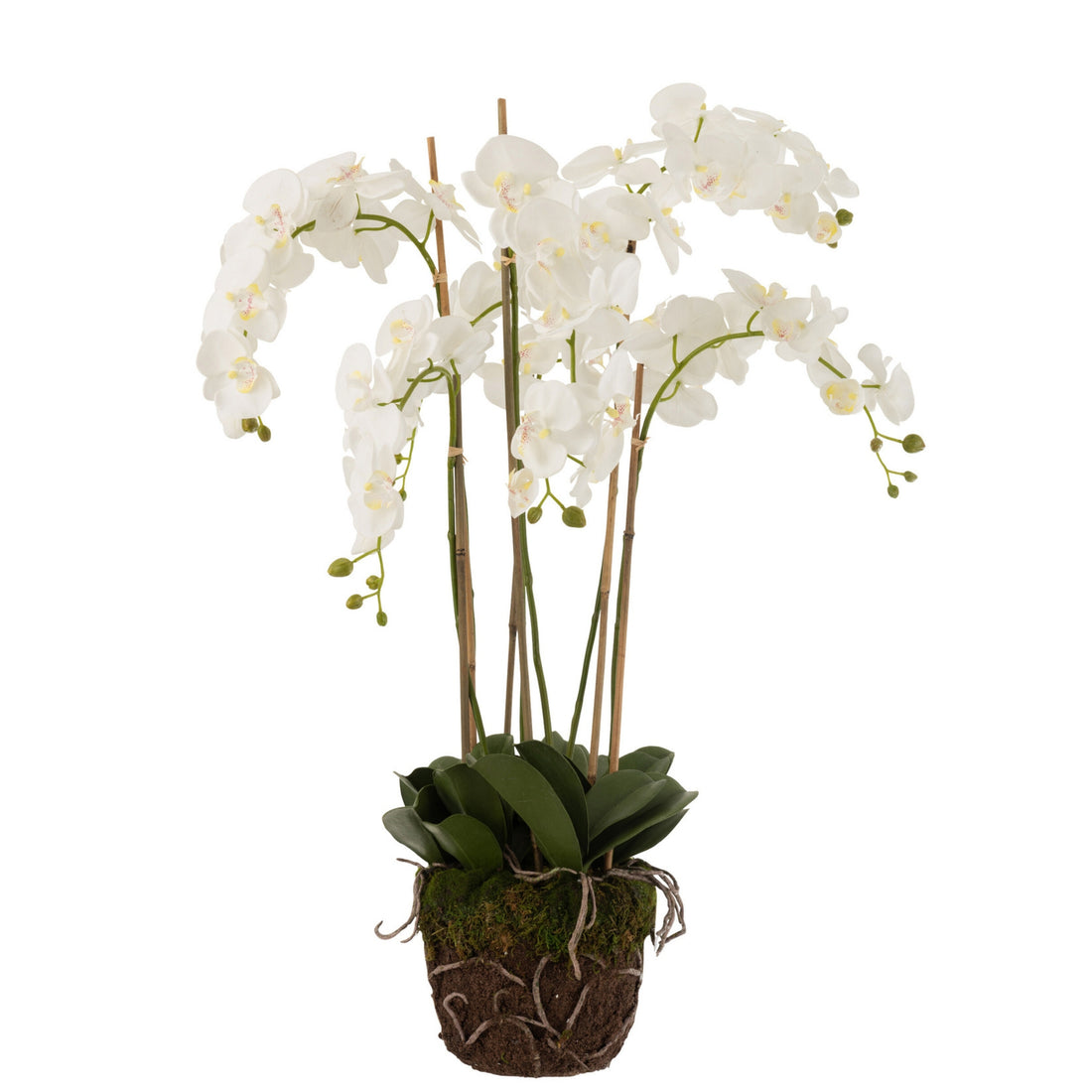 Orkidé i plastpotte, hvid/grøn, ekstra stor, L60 × B53 × H104 cm