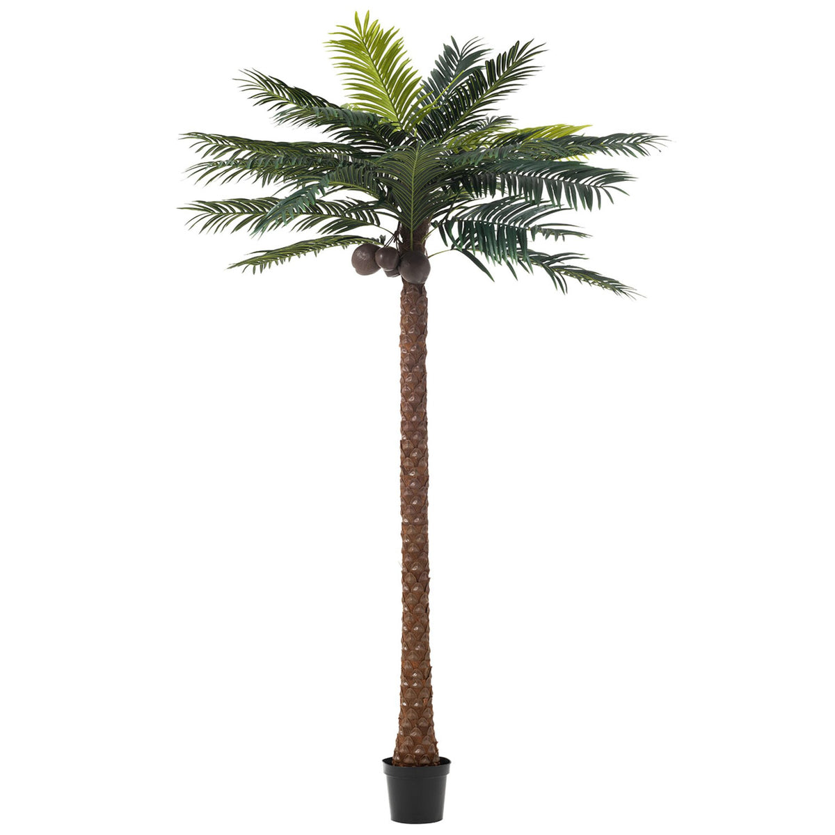 Palmetre Med 4 Kokosnødder I Pot Plastik Grøn H350cm J-Line