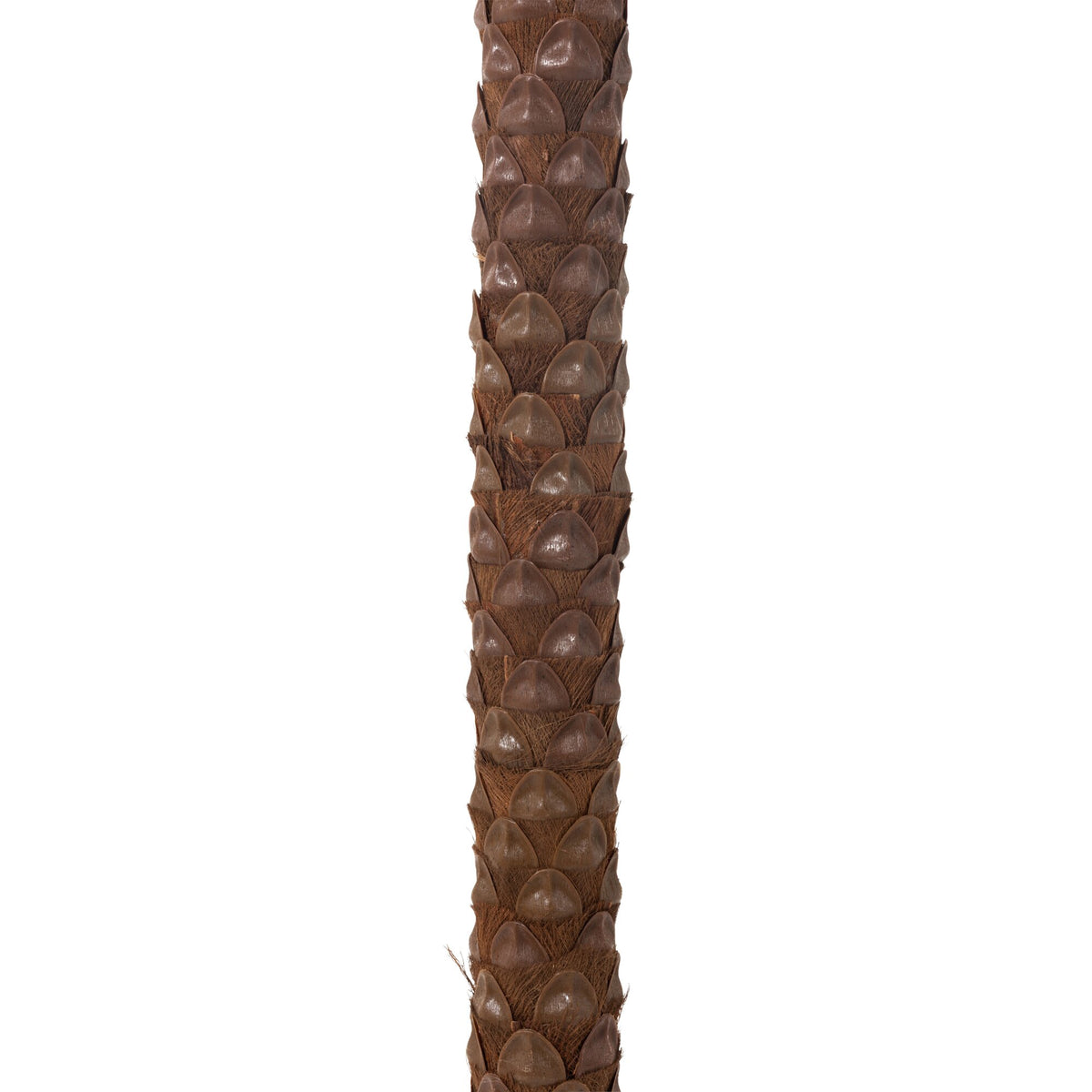 Palmetre Med 4 Kokosnødder I Pot Plastik Grøn H350cm J-Line